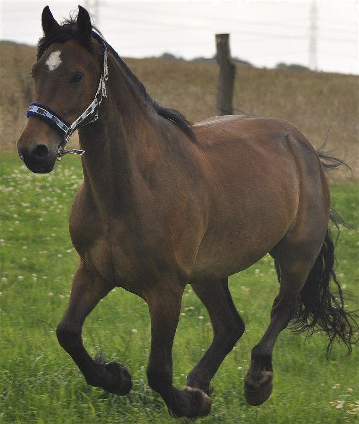 Welsh Cob (sec D) Donnovan - solgt -  dato: 07/09-2010. Der er fart over feltet :D (fra hans dag som fotomodel for en dag) billede 9