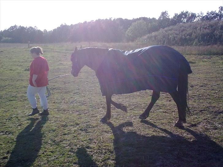 Welsh Cob (sec D) Donnovan - solgt - dato: 27. august 2010 billede 10