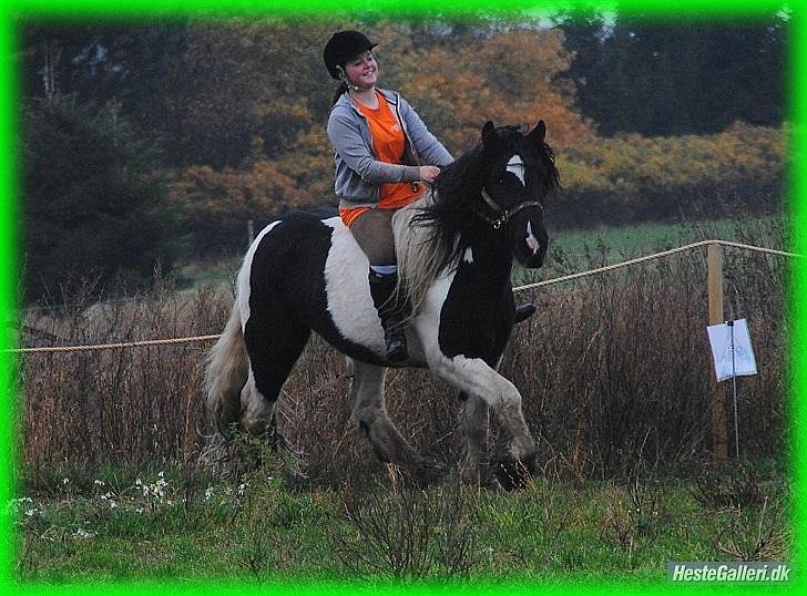 Irish Cob » KOUSGAARDENS SIR MICKEY - 11) "Love is an ocean of emotions, entirely surrounded by expenses." Foto: Maria Schjerning. <3 billede 11