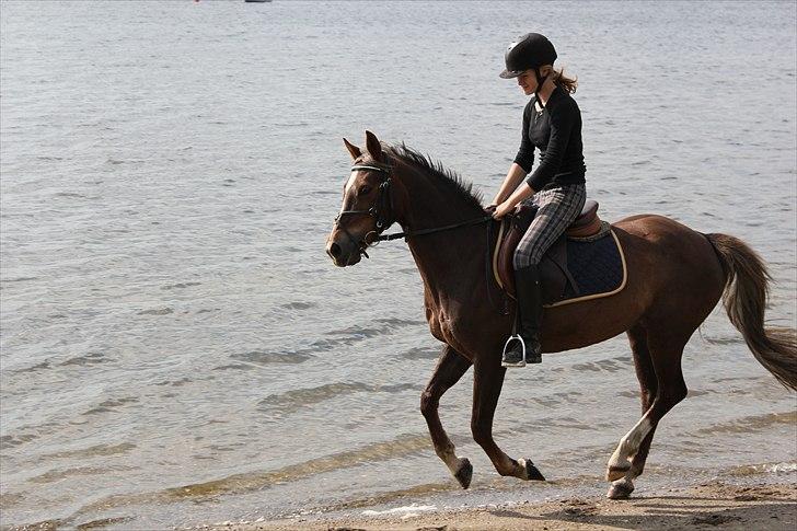 Welsh Cob (sec D) Bogensø's Queen - >> Kald det kærlighed :´) << billede 11