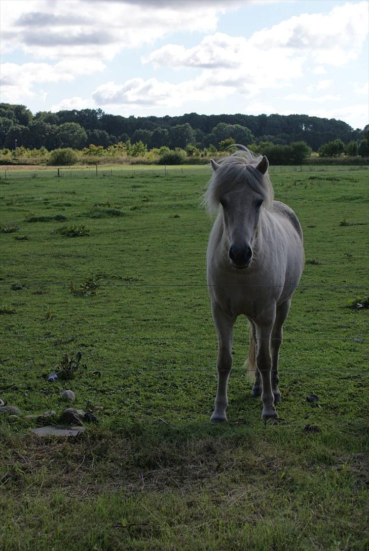 Islænder Vídalín - Dejlige dreng på folden <3 billede 1