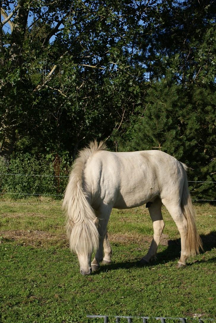 Islænder Vídalín - ´Græs er altid godt!´  billede 2