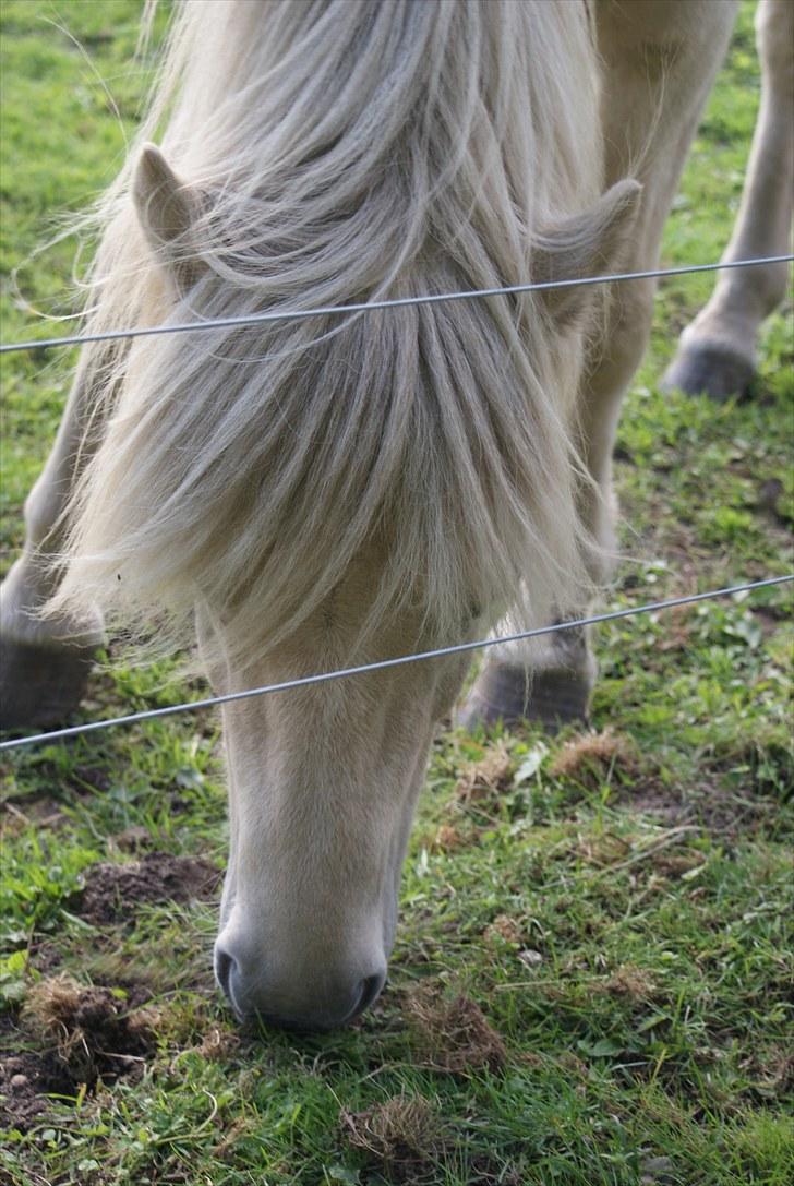 Islænder Vídalín billede 3