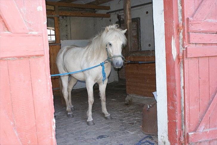 Islænder Vídalín - Står og venter på at blive nusset om inde i den lille stald billede 4