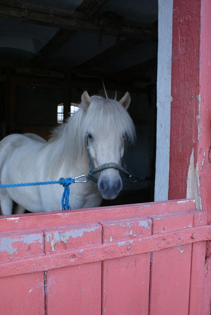 Islænder Vídalín billede 5