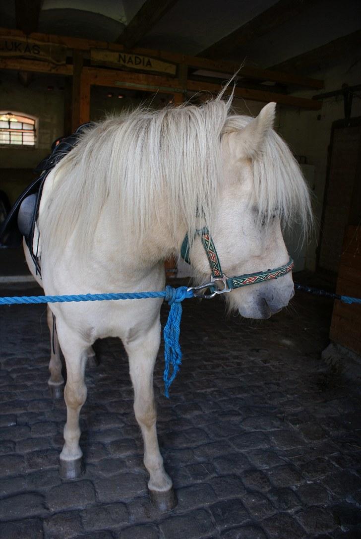Islænder Vídalín - Første gang han har spændt noget rundt om maven, og han var bare helt ligeglad :D Dejlige dreng <3 billede 6