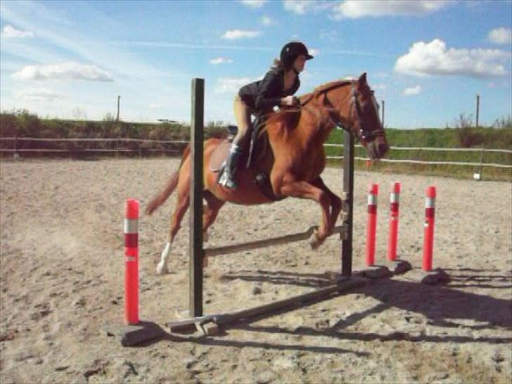 DSP /Araber Kasmir Min drøm<3 - vi springer 60 cm. ;D  billede 20