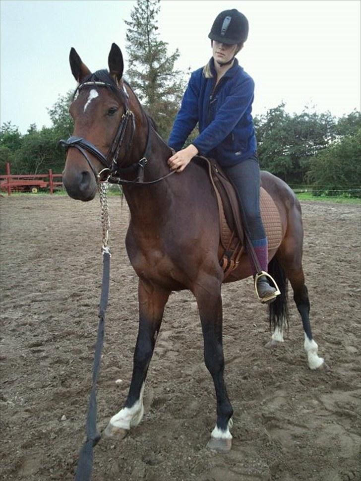 Dansk Varmblod Mr. Hot Chokolate Fudge |Choko| [Trænede] - Første gang med rytter. Taget af Sabine billede 12