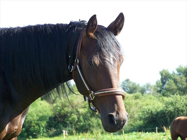 Dansk Varmblod Mr. Hot Chokolate Fudge |Choko| [Trænede] - Taget af mig billede 13