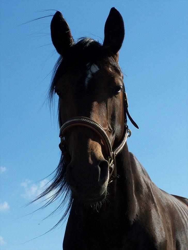 Dansk Varmblod Mr. Hot Chokolate Fudge |Choko| [Trænede] - Taget af mig billede 14