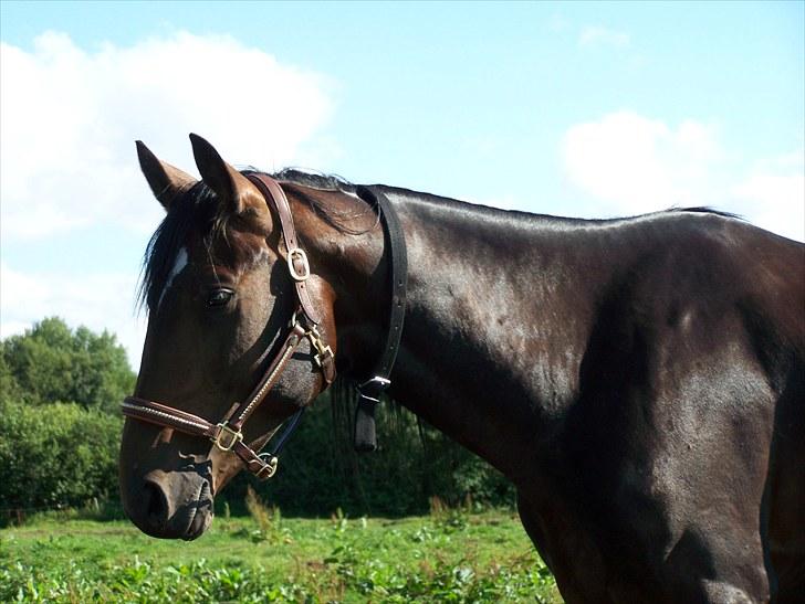 Dansk Varmblod Mr. Hot Chokolate Fudge |Choko| [Trænede] - taget af mig billede 15