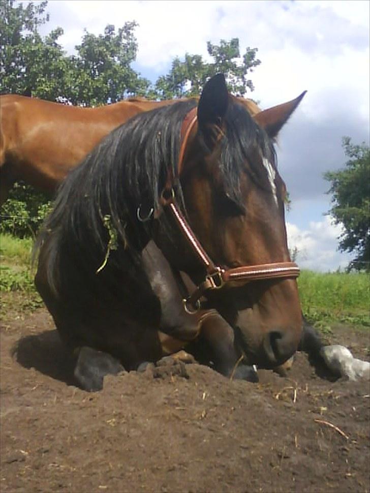 Dansk Varmblod Mr. Hot Chokolate Fudge |Choko| [Trænede] - taget af mig billede 16