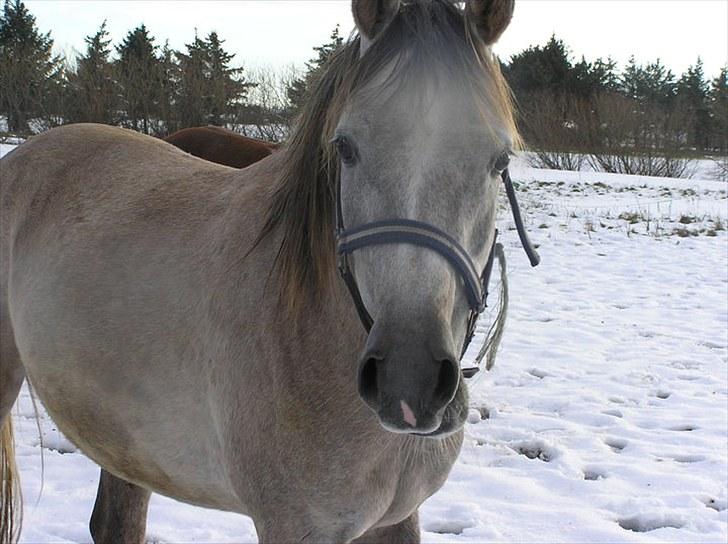 Arabisk fuldblod (OX) Red El-Dahab - Belle går og hygger i sneen billede 6