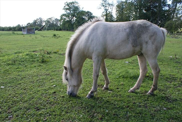 Islænder Vídalín billede 7