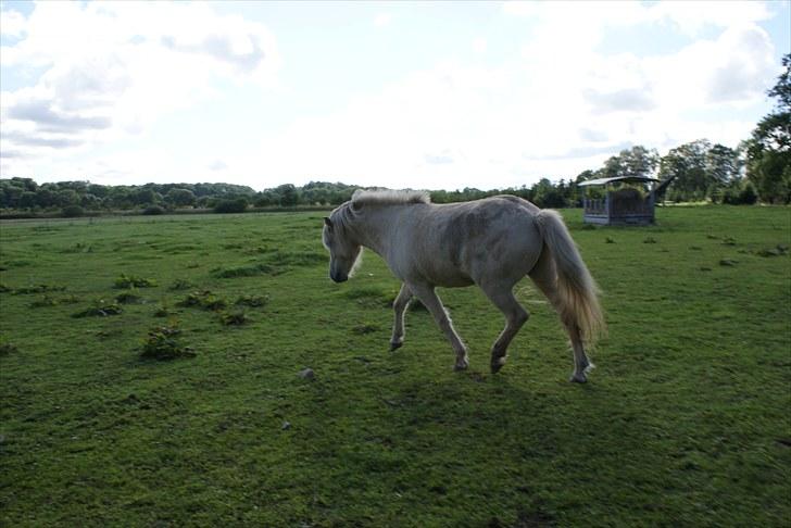 Islænder Vídalín billede 8