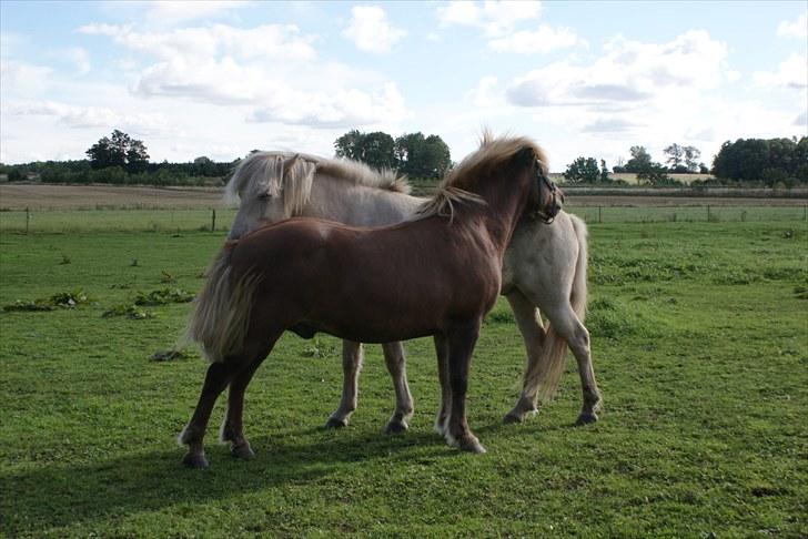 Islænder Vídalín - Vídalín og Snuden der gnubber lidt :) billede 9