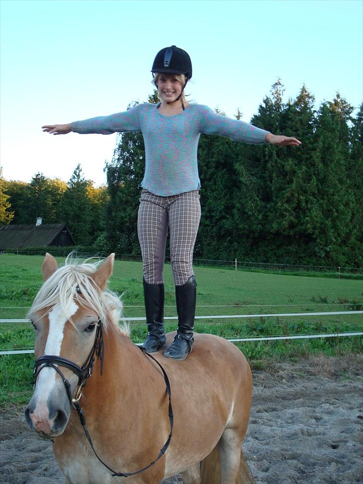 Haflinger Holly billede 7