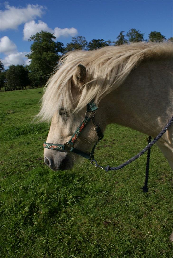 Islænder Vídalín billede 10