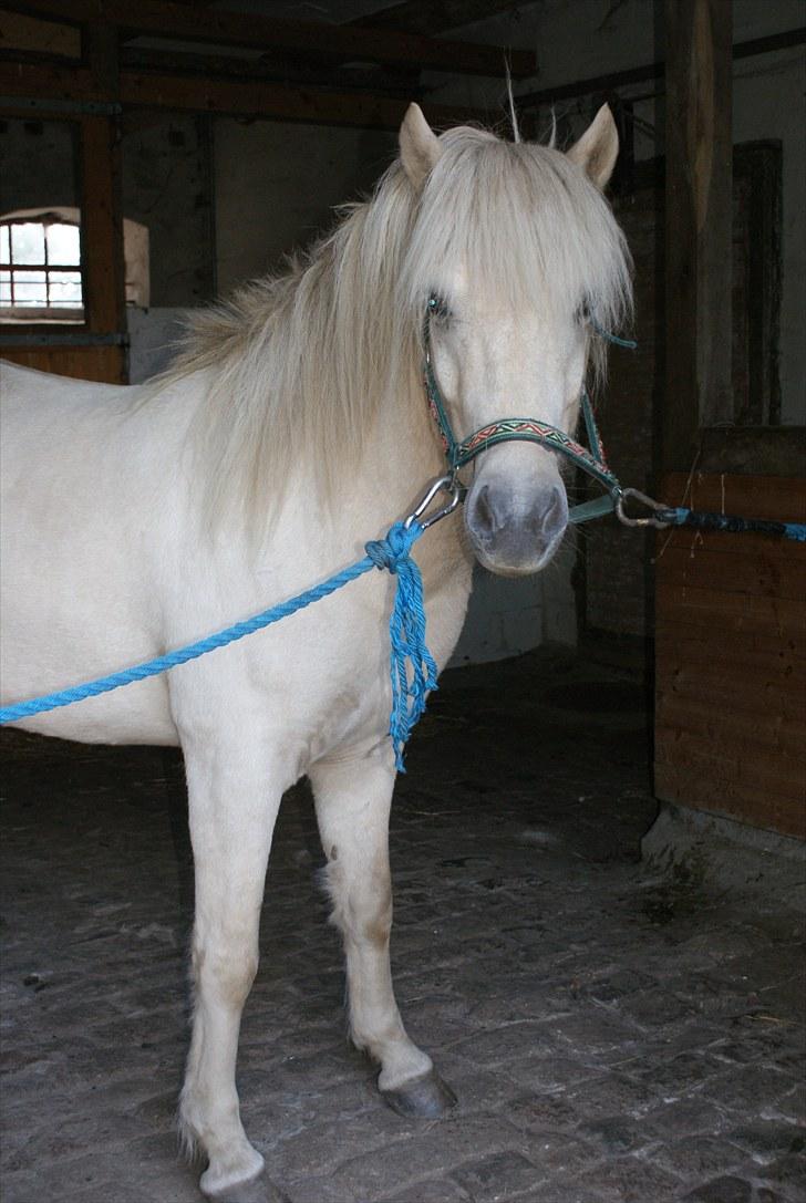 Islænder Vídalín billede 11