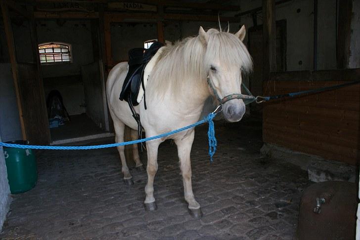 Islænder Vídalín billede 12