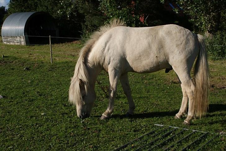 Islænder Vídalín billede 13