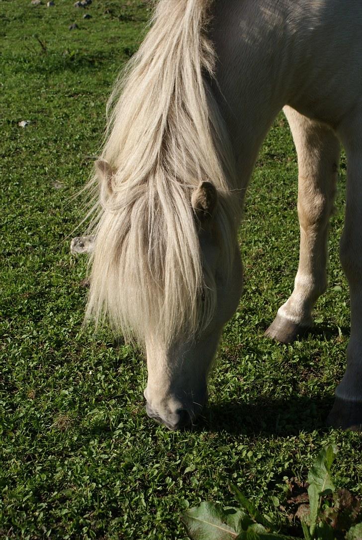 Islænder Vídalín billede 14
