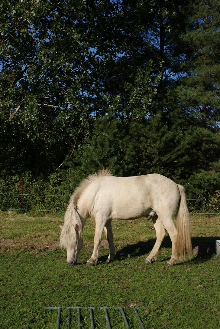 Islænder Vídalín billede 15
