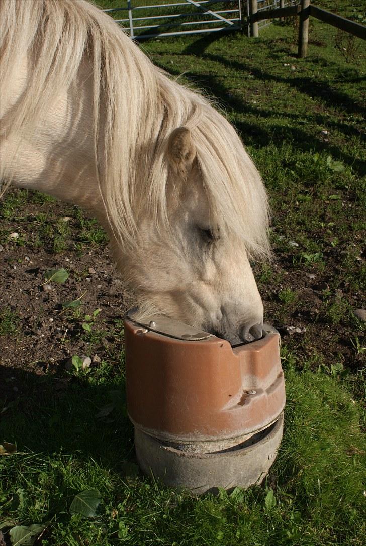 Islænder Vídalín - Man bliver lidt tørstig af hygge i stalden ;) billede 16