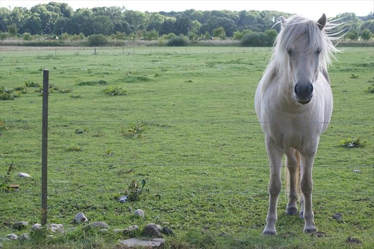 Islænder Vídalín billede 17