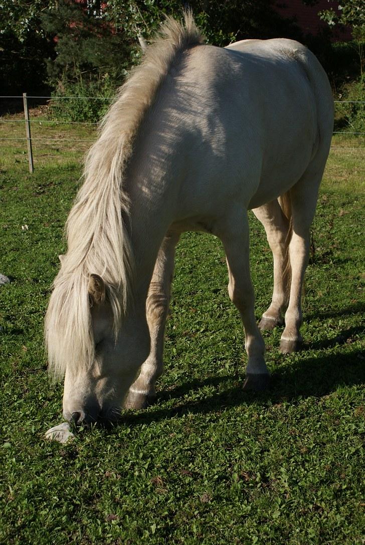 Islænder Vídalín billede 18
