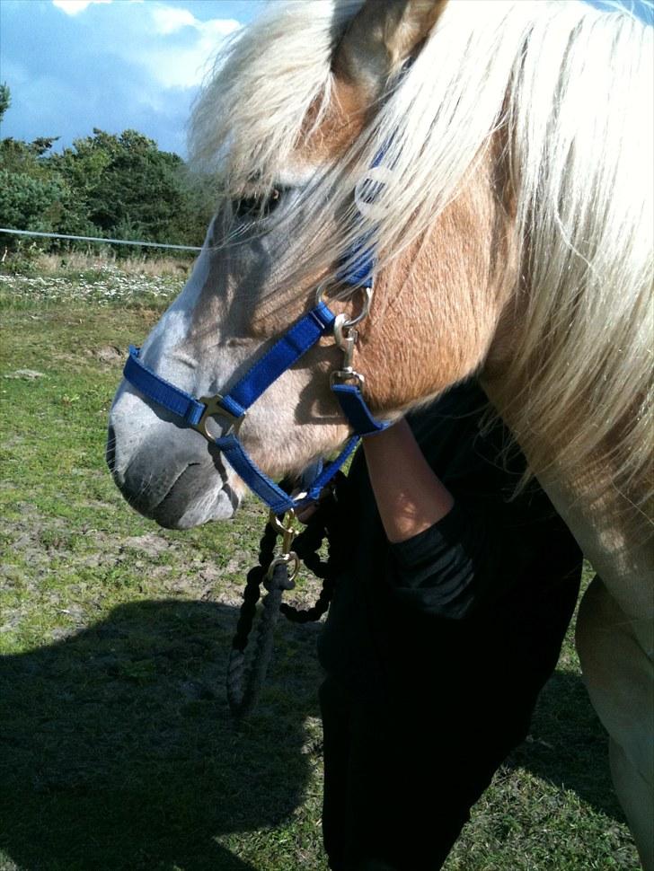 Haflinger Morgan - 28. august, 2010 billede 18