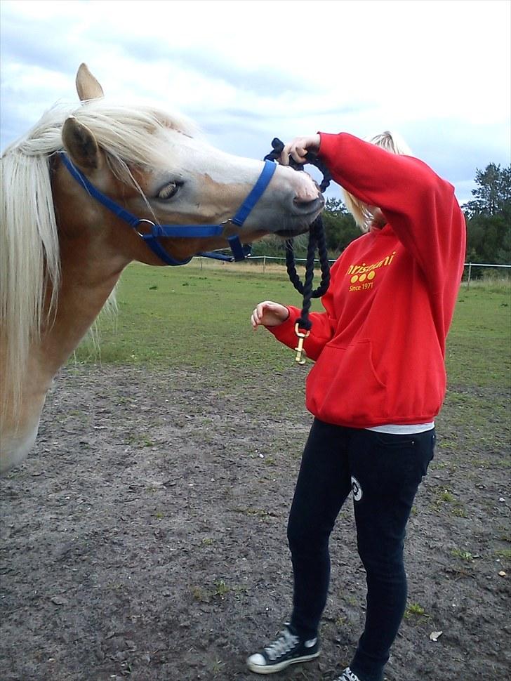 Haflinger Morgan - Chriz og Morgan.. Træktov er guf! - 29. august, 2010 billede 19