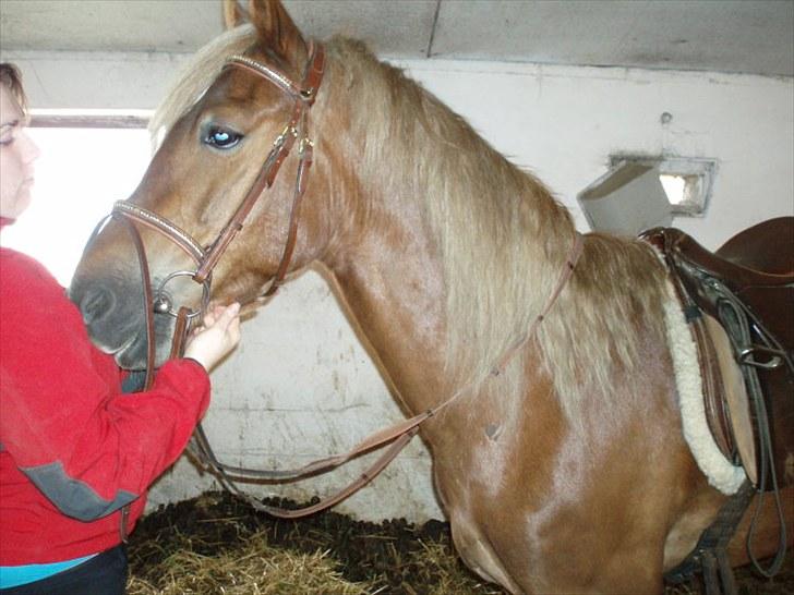 Welsh Cob (sec D) Midnight *Min mors* billede 3