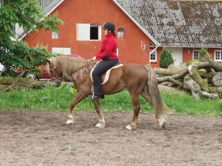 Welsh Cob (sec D) Midnight *Min mors* billede 4