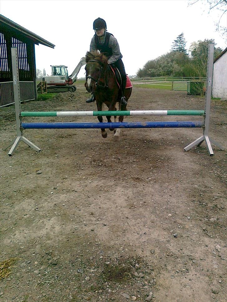 Welsh Pony (sec B) Snif - #15    springer på sniffer : ) <3 billede 15