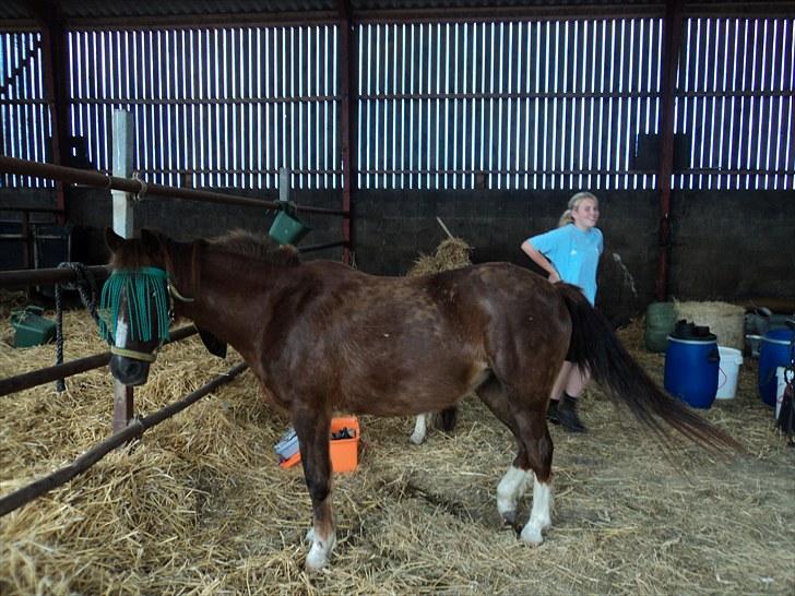 Welsh Pony (sec B) Snif - #16    hygge dag med hestene, sammen med line <3  billede 16
