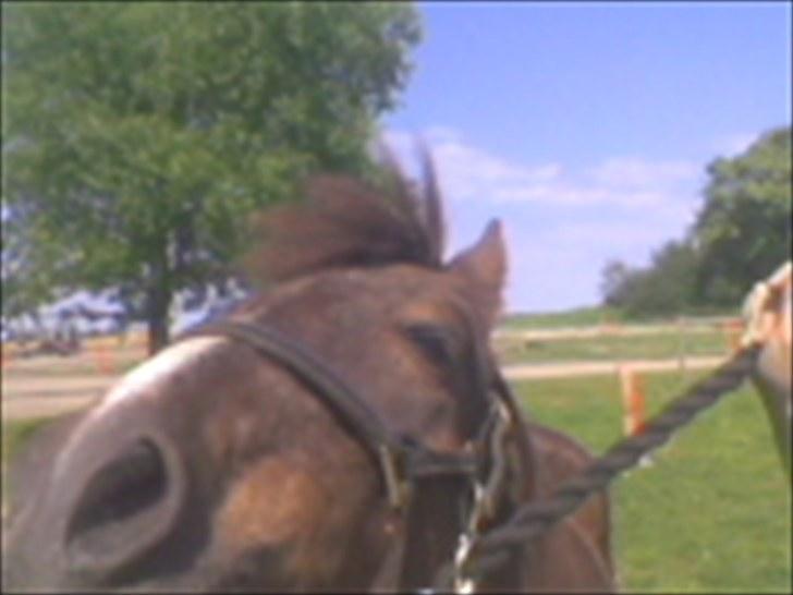 Welsh Pony (sec B) Snif - #17    Smiil. sniffer <3 billede 17