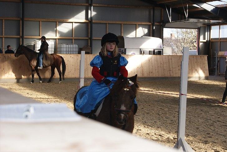 Welsh Pony (sec B) Snif - #18    lillesøster og sniffer til ringridningsstævne+udklædning. 3.plads billede 18