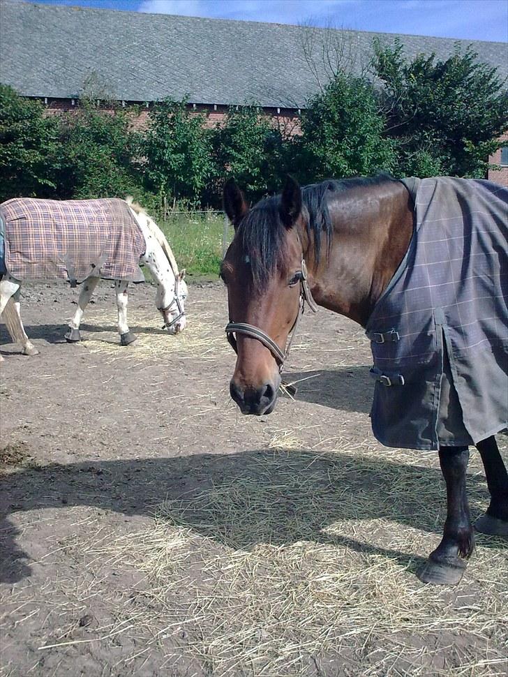 Welsh Cob (sec D) Donnovan - solgt - dato: 1/9-2010 billede 11