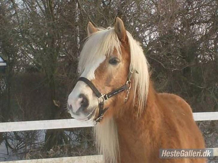 Haflinger stanly bassemin billede 1