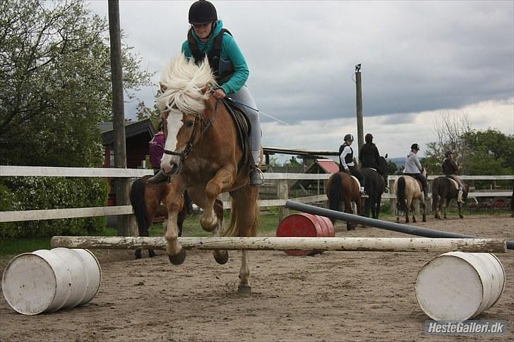 Haflinger stanly bassemin billede 2