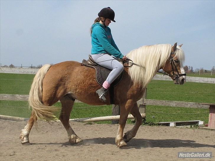 Haflinger stanly bassemin billede 3