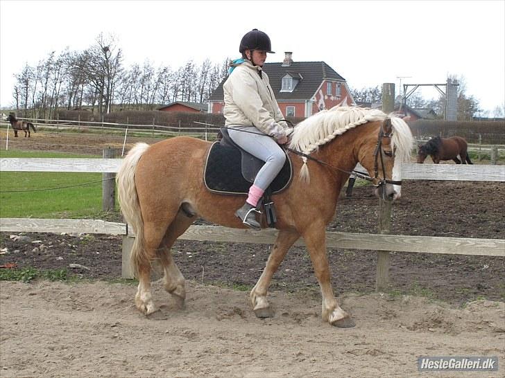 Haflinger stanly bassemin billede 4