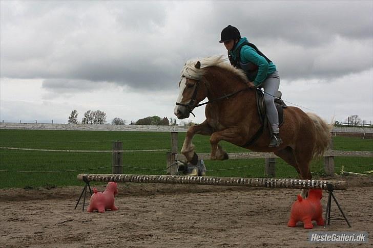 Haflinger stanly bassemin billede 5