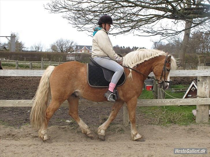 Haflinger stanly bassemin billede 6