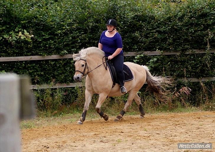 Fjordhest William *gammel part* billede 5