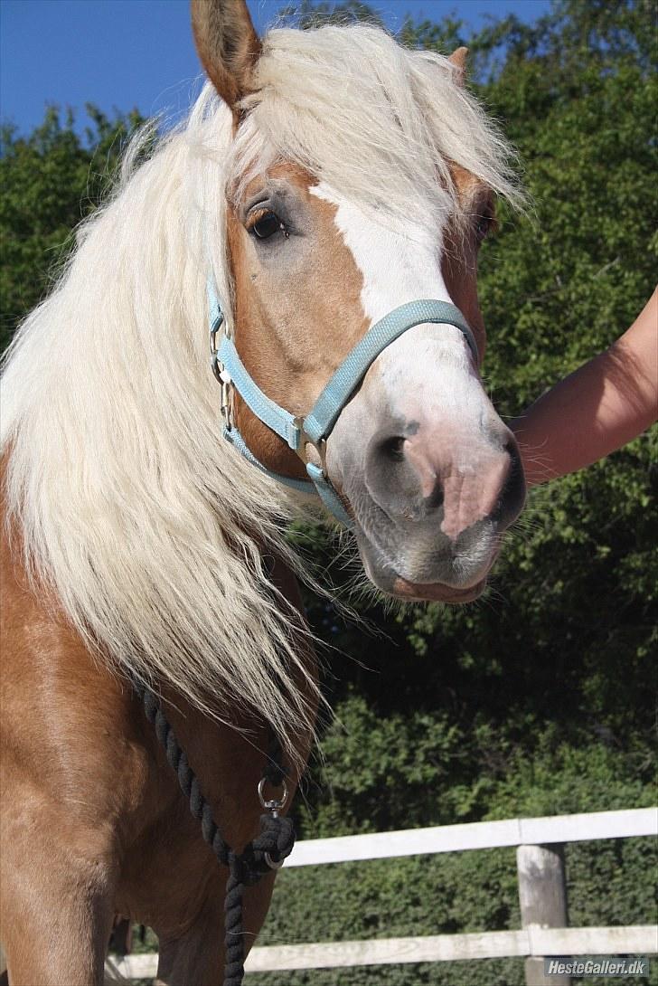 Haflinger stanly bassemin billede 8