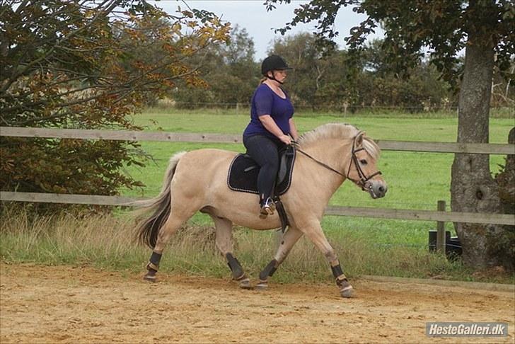 Fjordhest William *gammel part* billede 6