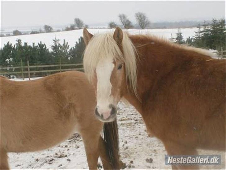 Haflinger stanly bassemin billede 9