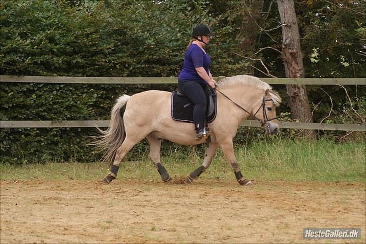 Fjordhest William *gammel part* billede 7